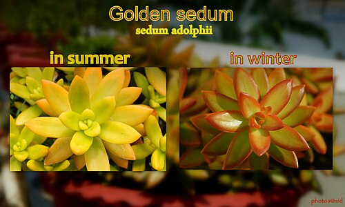 Sedum adolphii: seasonal colour change in sedum adolphii
