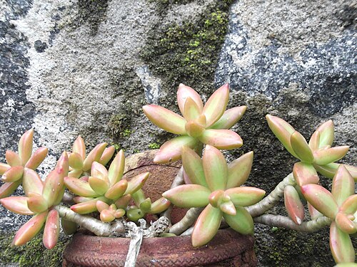 Sedum adolphii: Golden sedum-rosette,fleshy keeled,waxy yellowish green with reddish margin.