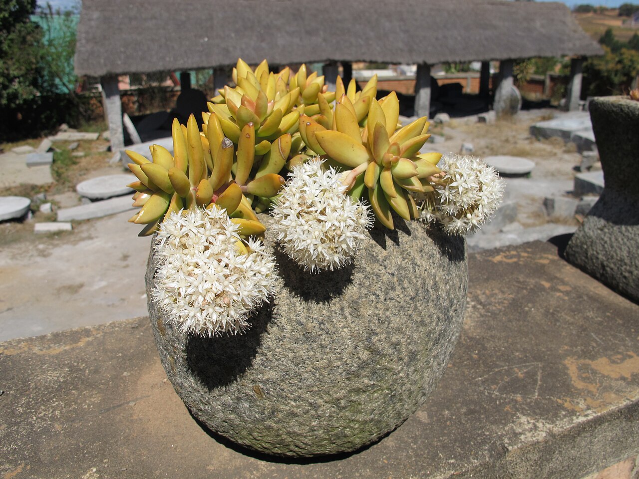 Sedum adolphii: Sedum nussbaumerianum in Ambatomaro/Antananarivo Madagascar
