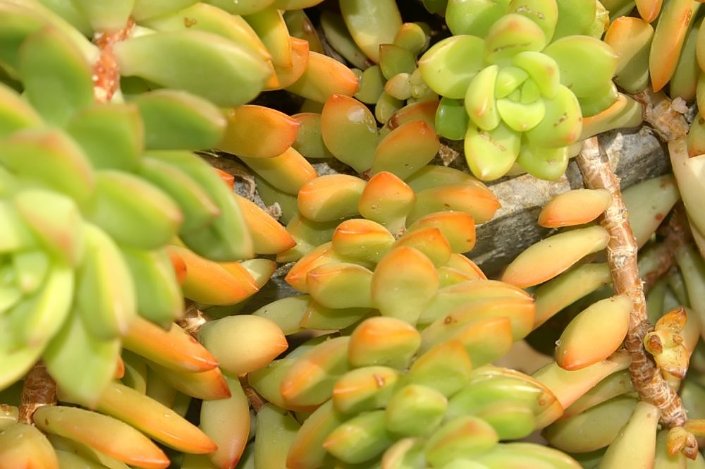 Sedum adolphii: Location taken: Rawlings Conservatory & Botanic Gardens, Baltimore MD USA. Names: Sedum adolphi R.-Hamet, Golden Sedu Classification: Plantae > Magnoliophyta >