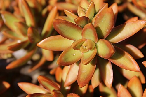 Sedum adolphii: Sedum adolphii, Hanbury Gardens, Oktober 2016