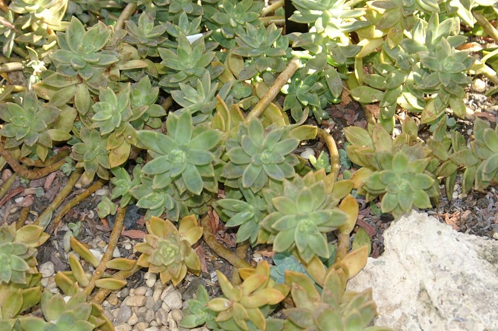 Sedum adolphii: Location taken: the New York Botanical Garden. Names: Sedum adolphii Hamet., Golden Sedu Classification: Plantae > Angiosperms > Endicots > Saxifragales > Crass