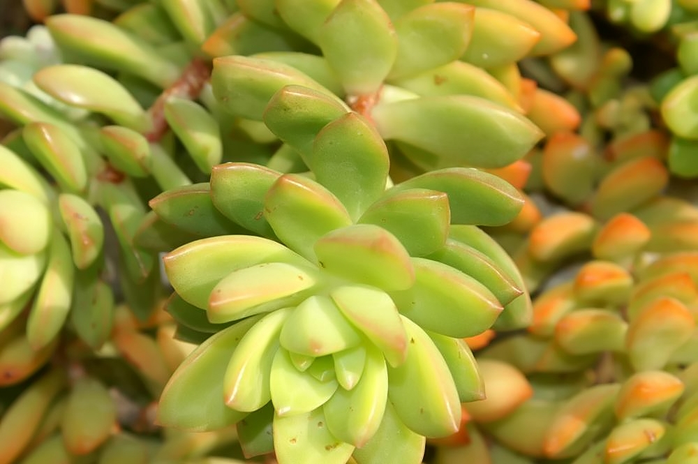 Sedum adolphii: Location taken: Rawlings Conservatory & Botanic Gardens, Baltimore MD USA. Names: Sedum adolphi R.-Hamet, Golden Sedu Classification: Plantae > Magnoliophyta >