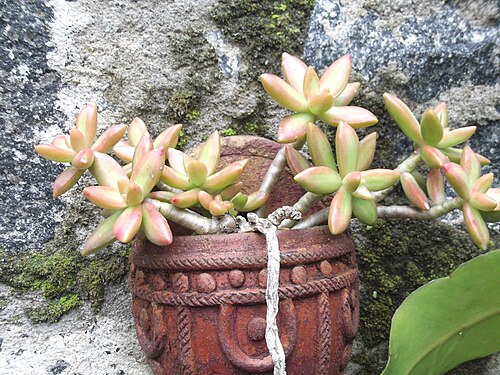 Sedum adolphii: Golden sedum-rosette,fleshy keeled,waxy yellowish green with reddish margin.