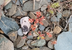 Sedum aetnense (Sedum aetnense)