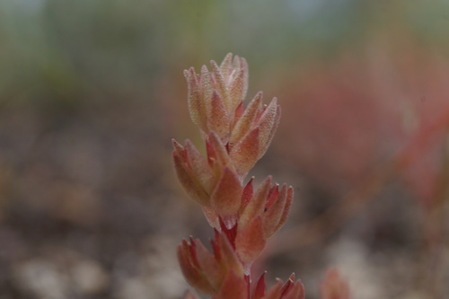 Sedum aetnense (Sedum aetnense)