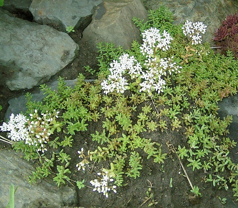 White stonecrop: Sedum album
