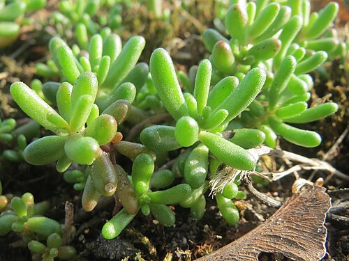 White stonecrop: Weiße Fetthenne ( Sedum album ) in Hockenheim - auch ohne Blüte leicht zu unterscheiden vom nahe verwandten Scharfen Mauerpfeffer