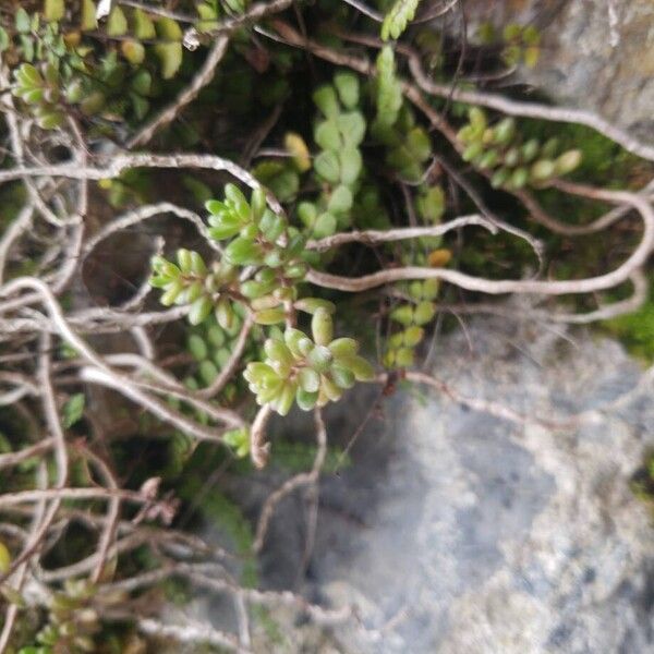 White stonecrop (Sedum album)