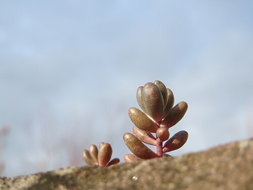 White stonecrop: Weiße Fetthenne ( Sedum album ) an einer Mauer in Hockenheim