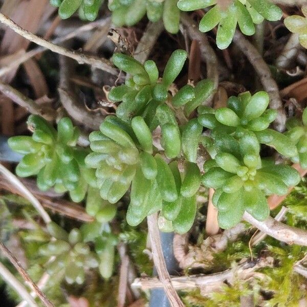 White stonecrop (Sedum album)