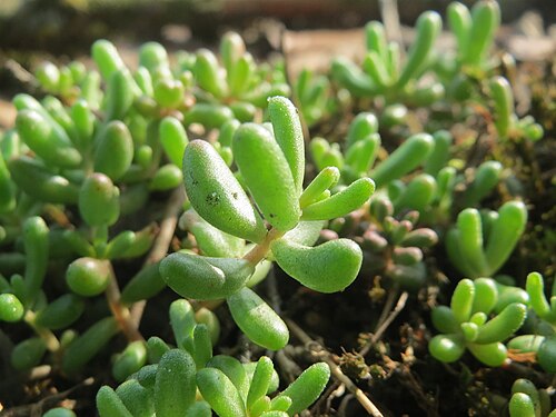 White stonecrop: Weiße Fetthenne ( Sedum album ) in Hockenheim - auch ohne Blüte leicht zu unterscheiden vom nahe verwandten Scharfen Mauerpfeffer