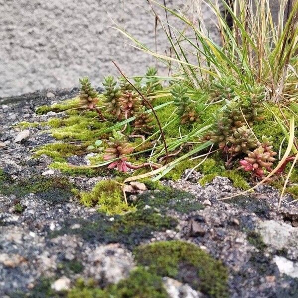 White stonecrop (Sedum album)