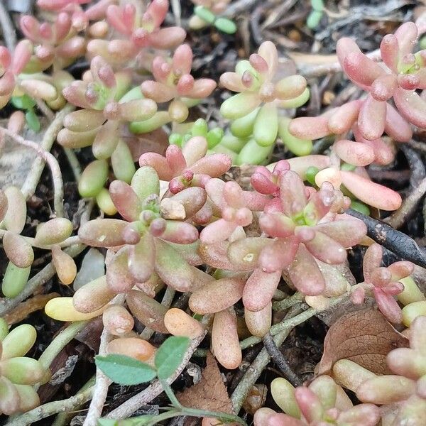 White stonecrop (Sedum album)