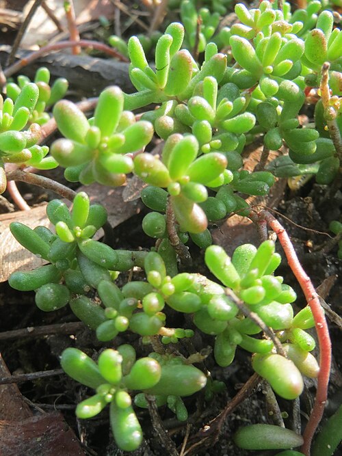 White stonecrop: Weiße Fetthenne ( Sedum album ) in Hockenheim - auch ohne Blüte leicht zu unterscheiden vom nahe verwandten Scharfen Mauerpfeffer