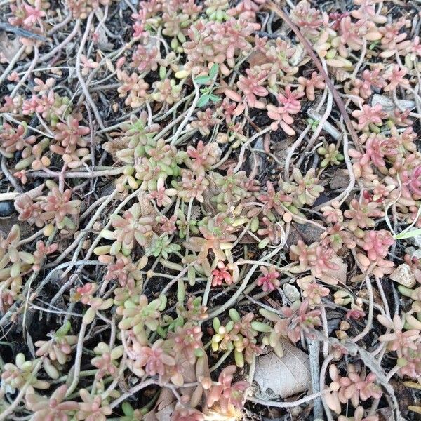 White stonecrop (Sedum album)