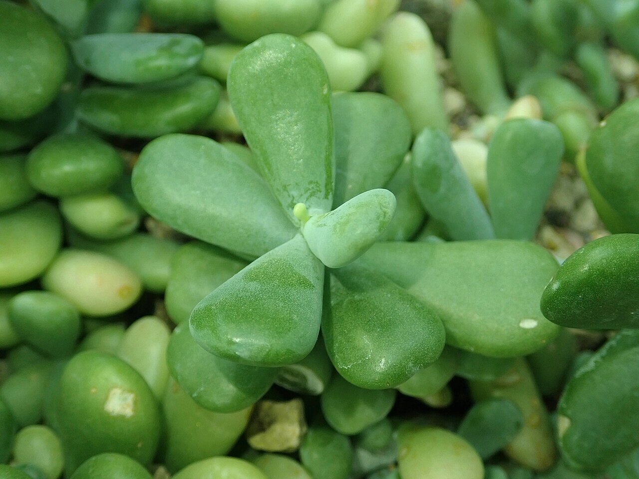 Sedum allantoides: Sedum allantoides , botanical garden in Berlin.