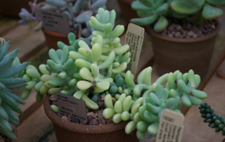 Sedum allantoides: Sedum allantoides, Crassulaceae