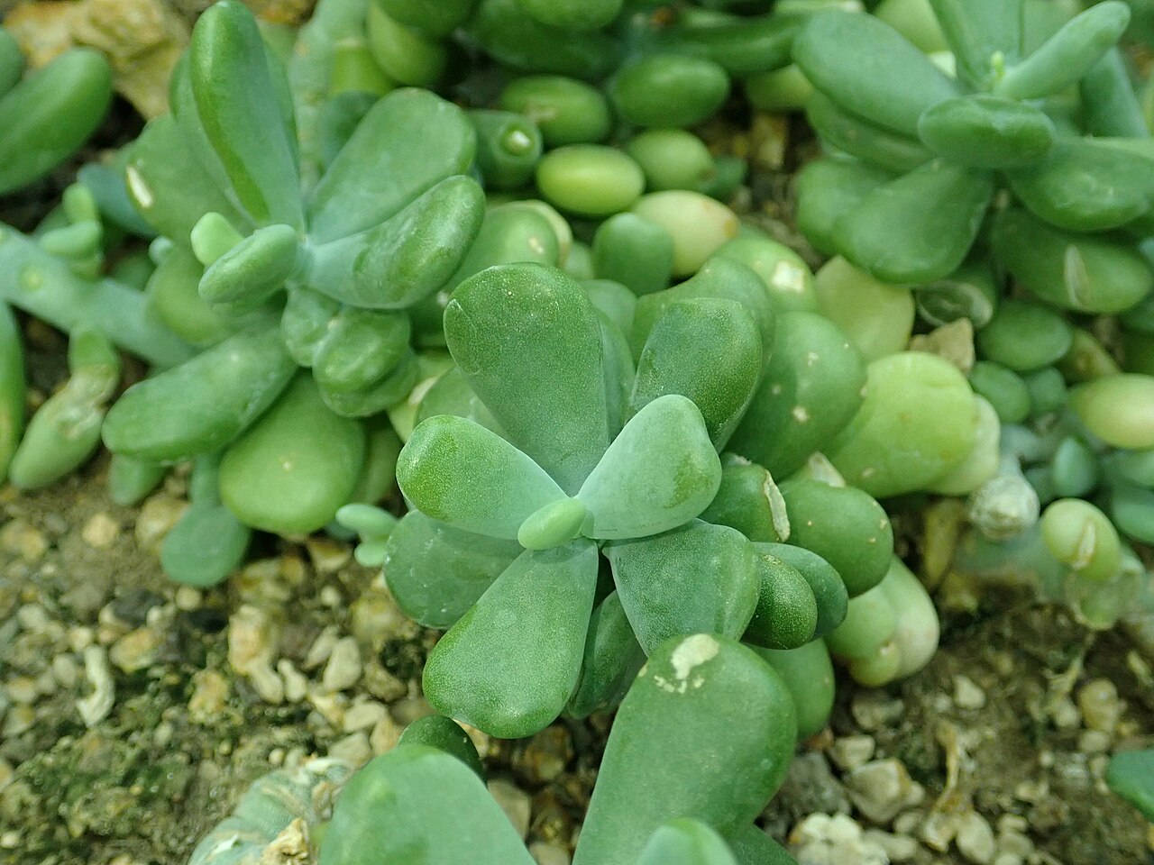 Sedum allantoides: Sedum allantoides , botanical garden in Berlin.