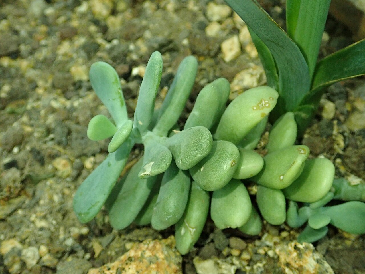 Sedum allantoides: Sedum allantoides , botanical garden in Berlin.