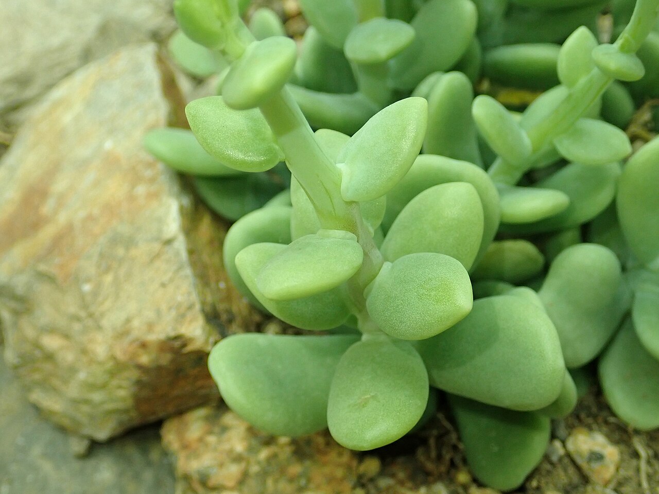 Sedum allantoides: Sedum allantoides , botanical garden in Berlin.
