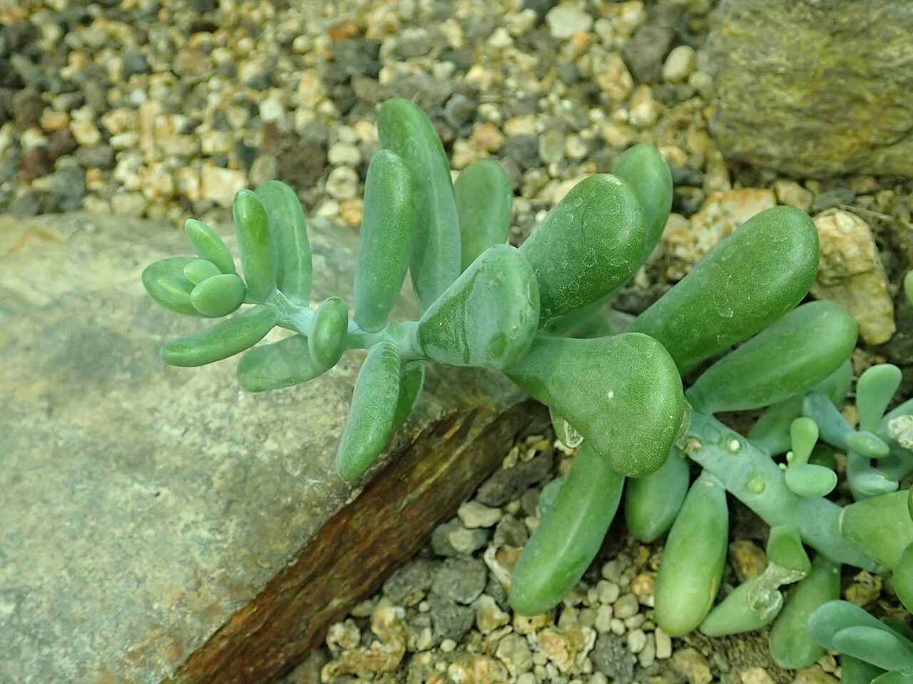 Sedum allantoides: Sedum allantoides , botanical garden in Berlin.