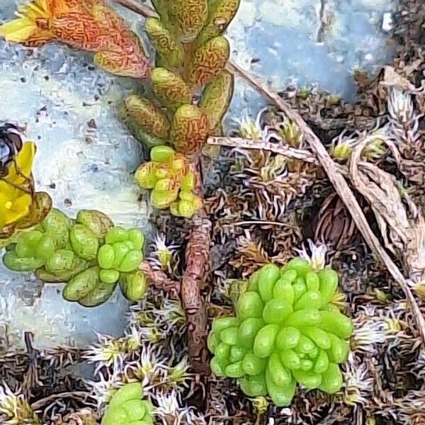 Sedum alpestre (Sedum alpestre)
