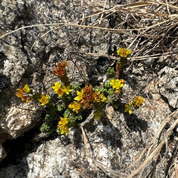 Sedum alpestre (Sedum alpestre)