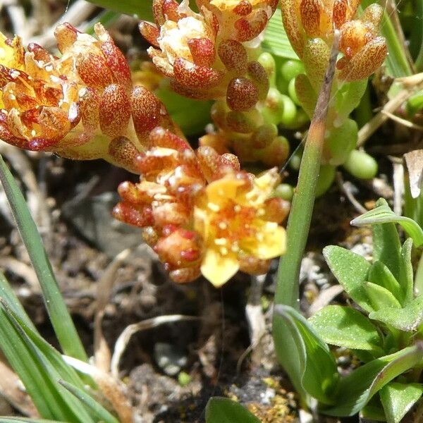 Sedum alpestre (Sedum alpestre)