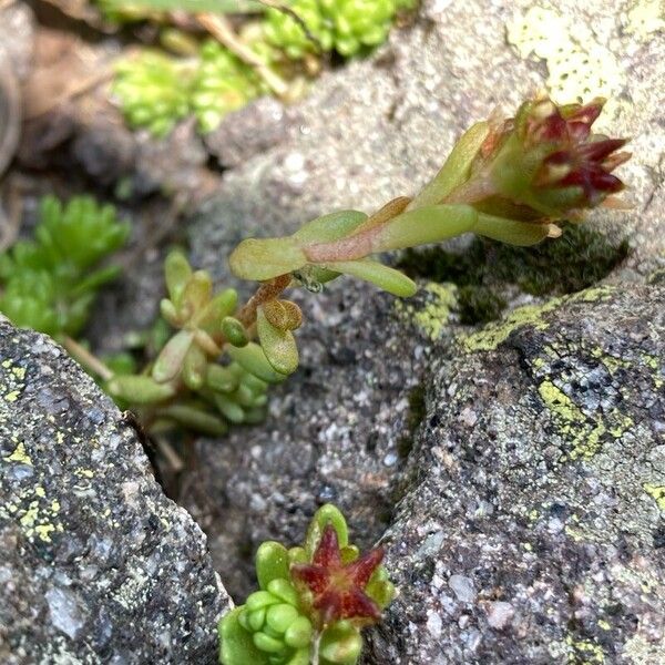 Sedum alpestre (Sedum alpestre)