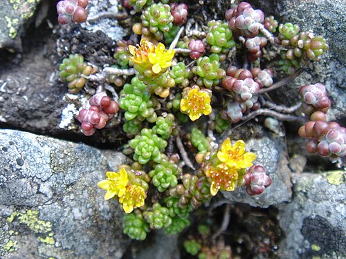 Sedum alpestre: Sedum alpestre