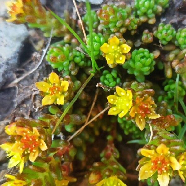Sedum alpestre (Sedum alpestre)