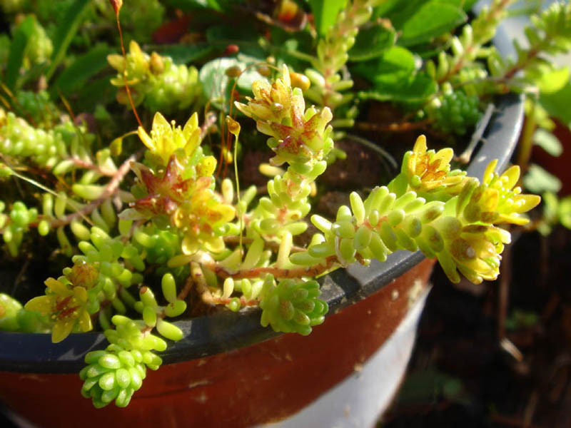 Sedum alpestre: Sedum alpestre