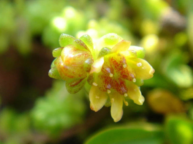 Sedum alpestre: Sedum alpestre