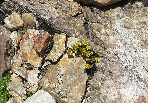 Sedum alpestre: Sedum alpestre