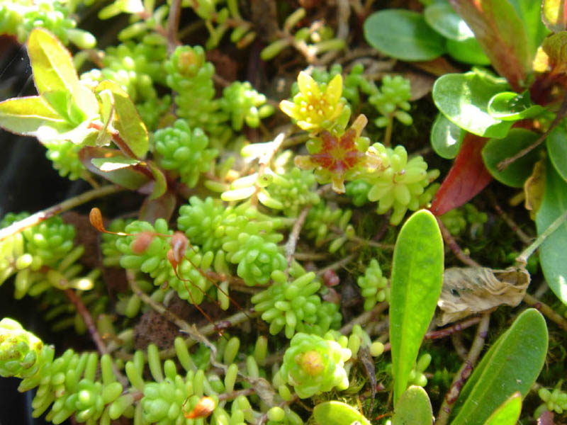 Sedum alpestre: Sedum alpestre