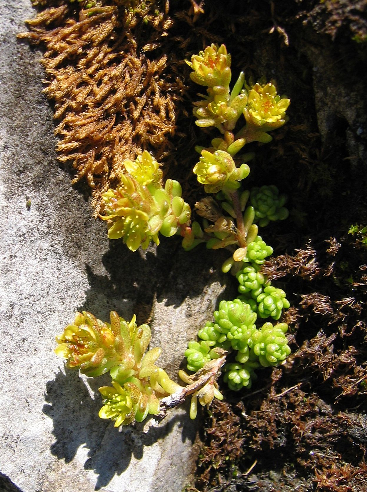 Sedum alpestre (Sedum alpestre)