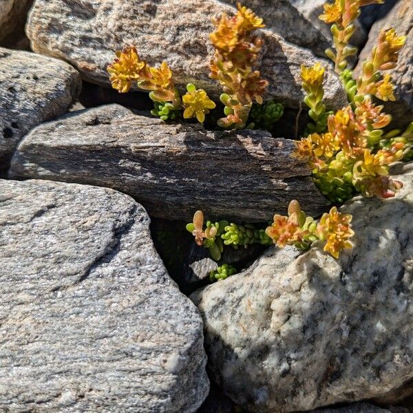 Sedum alpestre (Sedum alpestre)