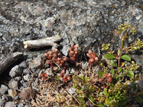 Sedum andegavense (Sedum andegavense)