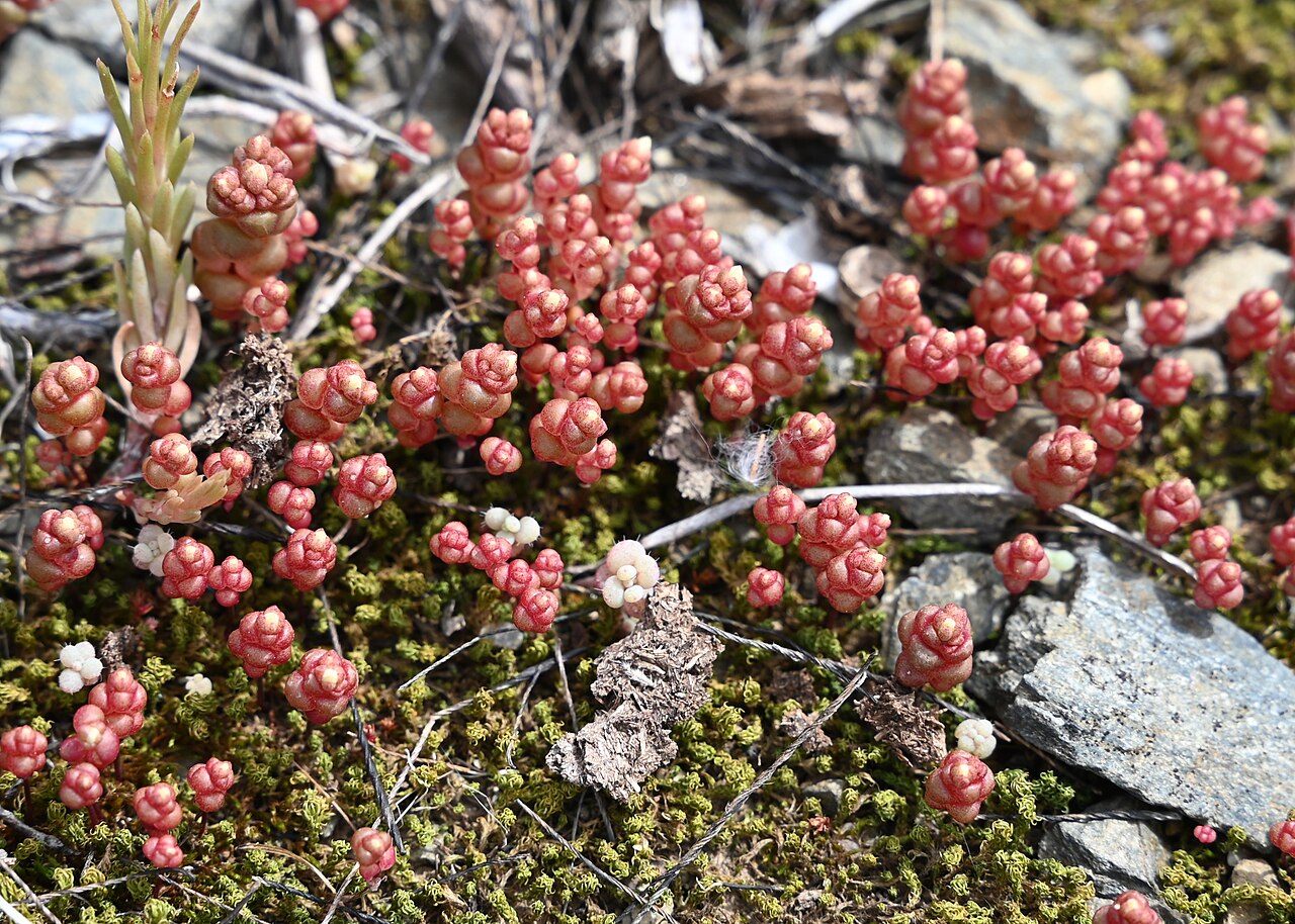 Sedum andegavense: Sedum andegavense N from Villaverde del Río, Andalusia