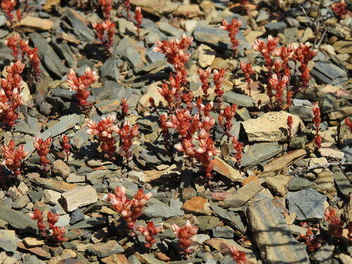 Sedum andegavense (Sedum andegavense)