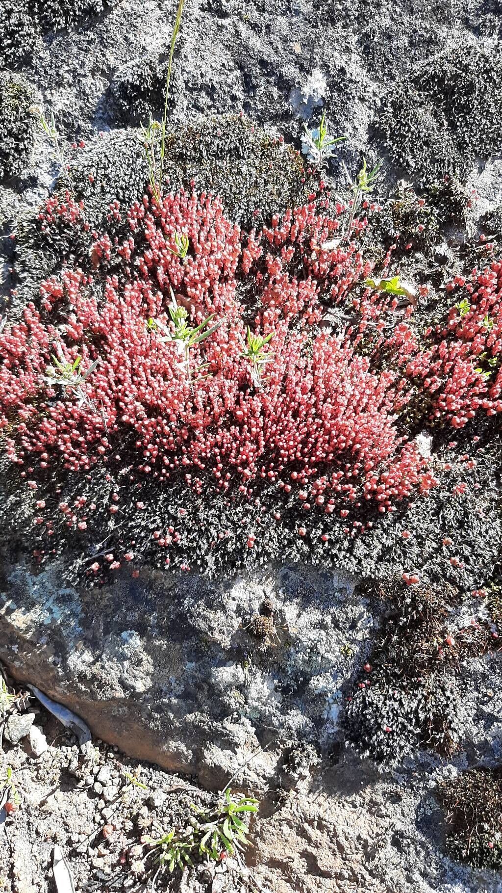 Sedum andegavense (Sedum andegavense)