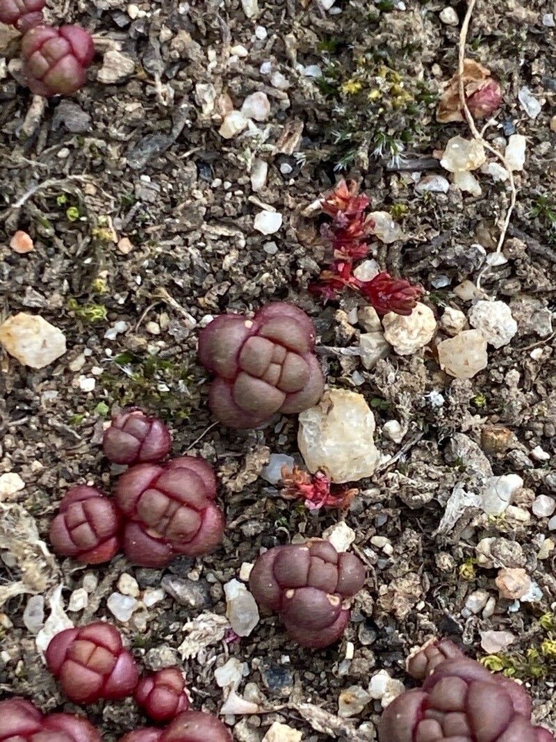 Sedum andegavense (Sedum andegavense)