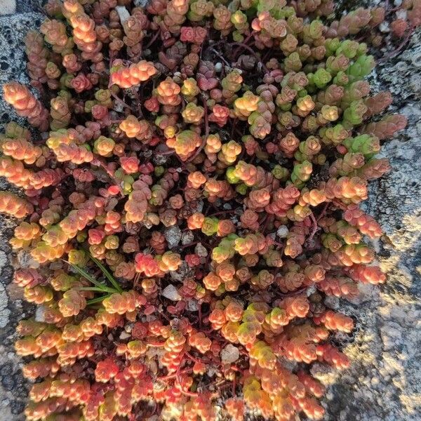 Sedum andegavense (Sedum andegavense)