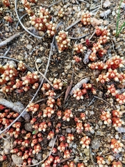 Sedum andegavense (Sedum andegavense)
