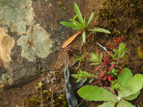 Sedum andegavense (Sedum andegavense)