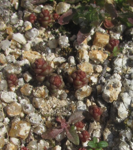 Sedum andegavense (Sedum andegavense)