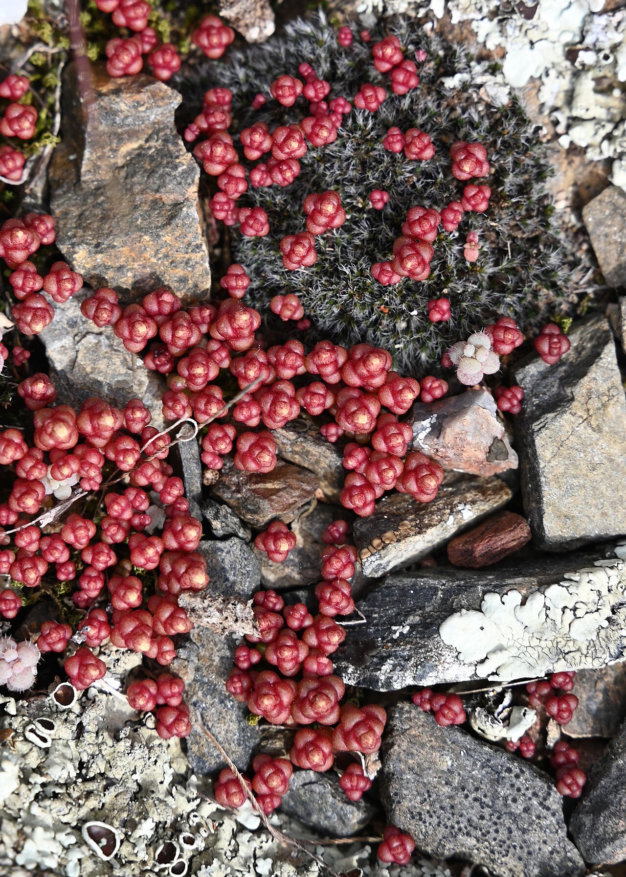 Sedum andegavense: Sedum andegavense N from Villaverde del Río, Andalusia