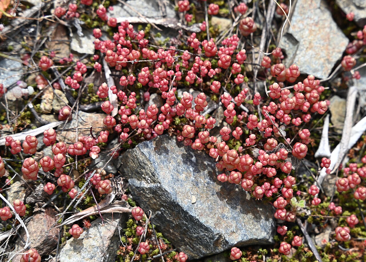 Sedum andegavense: Sedum andegavense N from Villaverde del Río, Andalusia