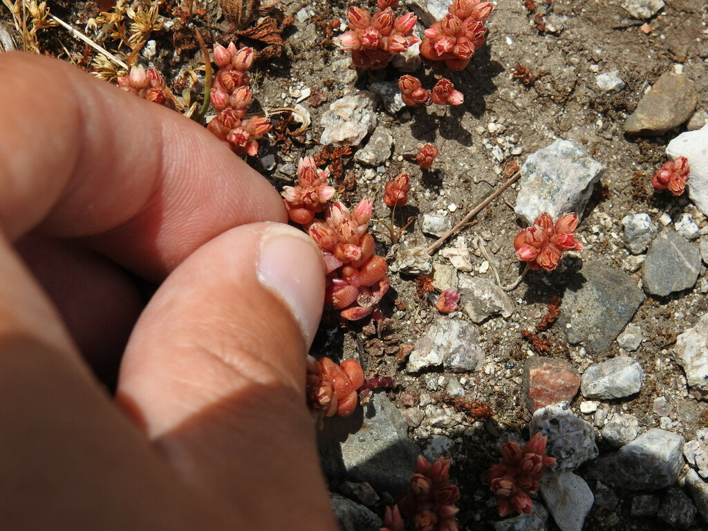 Sedum andegavense (Sedum andegavense)